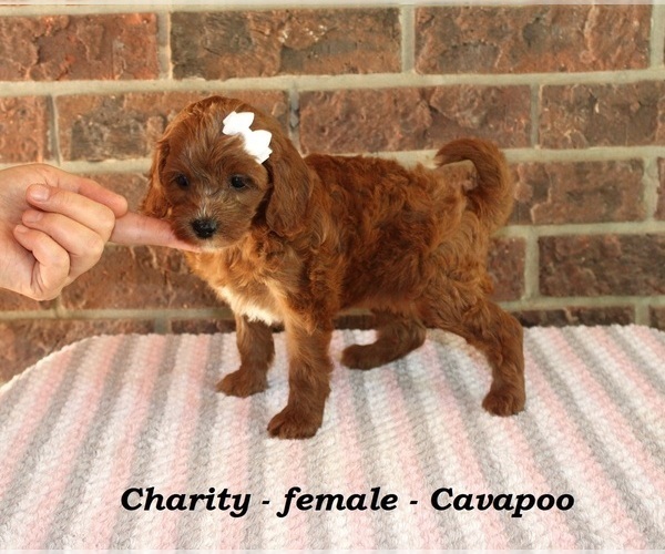 Medium Photo #2 Cavapoo Puppy For Sale in CLARKRANGE, TN, USA