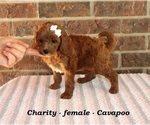 Small #1 Cavapoo