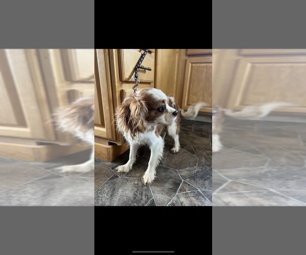 Medium Photo #1 Cavalier King Charles Spaniel Puppy For Sale in CENTURIA, WI, USA