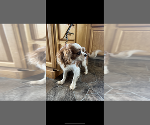 Father of the Cavalier King Charles Spaniel puppies born on 05/30/2025