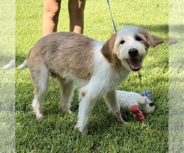 Medium Photo #3 Mutt Puppy For Sale in Yardley, PA, USA