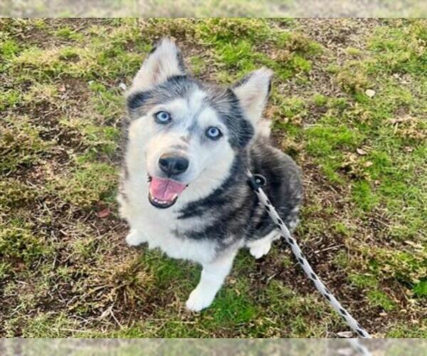 Medium Photo #3 Siberian Husky Puppy For Sale in Rancho Cucamonga, CA, USA