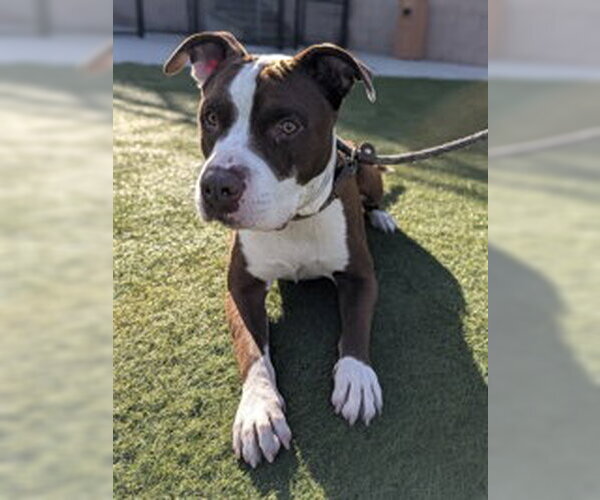 Medium Photo #1 American Pit Bull Terrier Puppy For Sale in Salinas, CA, USA