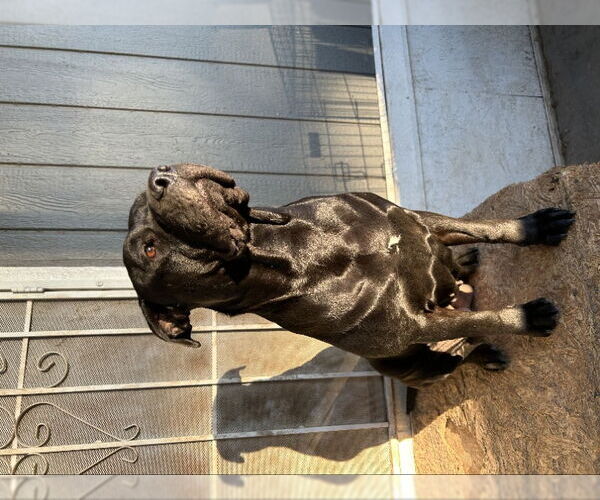 Medium Photo #2 Rottweiler-Unknown Mix Puppy For Sale in San Diego, CA, USA