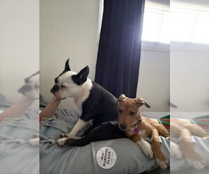 Beatrice #3 - Female Labrador Retriever-Unknown Mix Dog for Adoption - Photo #4