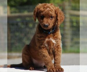 Goldendoodle-Poodle (Miniature) Mix Puppy for sale in AUGUSTA, WV, USA