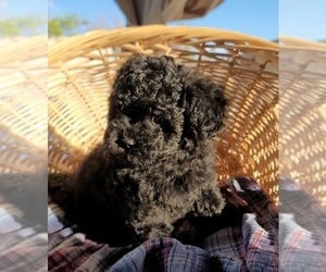 Poodle (Miniature) Puppy for sale in PHOENIX, AZ, USA