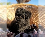 Image preview for Ad Listing. Nickname: Wolfgang