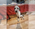 Small #1 Mutt