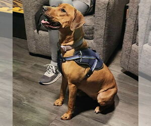 Laia - Female Labrador Retriever-Unknown Mix Dog for Adoption - Photo #6