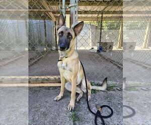 Mutt Dogs for adoption in Abbeville, LA, USA