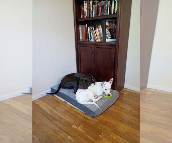 Medium Photo #6 Bullboxer Pit Puppy For Sale in Rockaway, NJ, USA