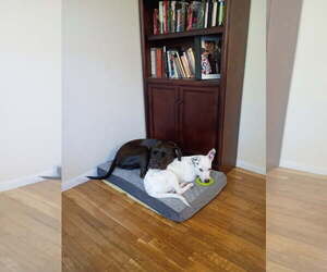 Turtle NJ - Male Bullboxer Pit Dog for Adoption - Photo #6