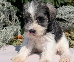 Small #9 Schnauzer (Miniature)