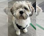 Small #7 Shih Tzu Mix