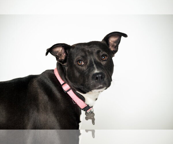 Medium Photo #1 American Staffordshire Terrier-Unknown Mix Puppy For Sale in Holly Springs, NC, USA