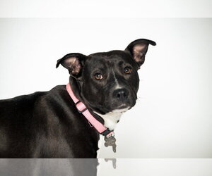 American Staffordshire Terrier-Unknown Mix Dogs for adoption in Holly Springs, NC, USA