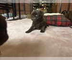 Small Photo #84 Pug Puppy For Sale in BLOOMINGTON, IL, USA