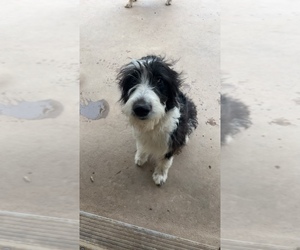 Aussiedoodle Dog for Adoption in BUFORD, Georgia USA