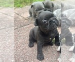 Puppy Puppy 2 Faux Frenchbo Bulldog