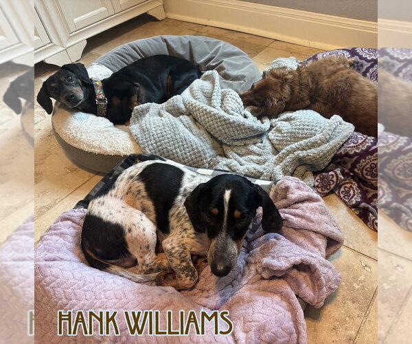Medium Photo #21 Dachshund Puppy For Sale in San Antonio, TX, USA