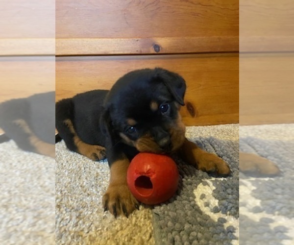 Medium Photo #4 Rottweiler Puppy For Sale in EAST CANTON, OH, USA