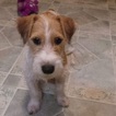 Small #13 Jack Russell Terrier