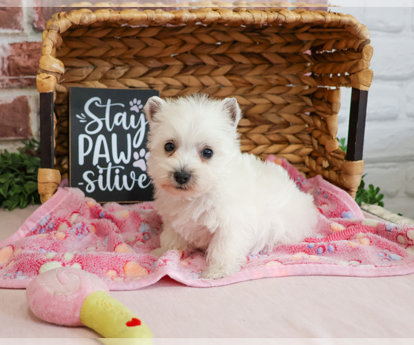 Medium Photo #17 West Highland White Terrier Puppy For Sale in SYRACUSE, IN, USA