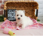 Small #16 West Highland White Terrier