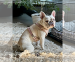 Small #1 French Bulldog
