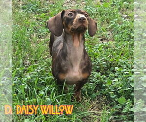 Daisy Willow - Female Dachshund Dog for Adoption - Photo #12