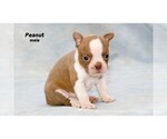 Small Photo #23 Boston Terrier Puppy For Sale in CLARE, MI, USA