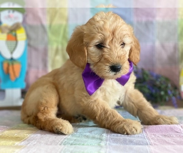 Medium Photo #1 Labradoodle Puppy For Sale in LANCASTER, PA, USA