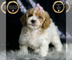 Medium Goldendoodle (Miniature)