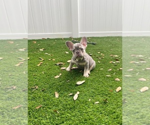 French Bulldog Puppy for sale in CORAL SPRINGS, FL, USA