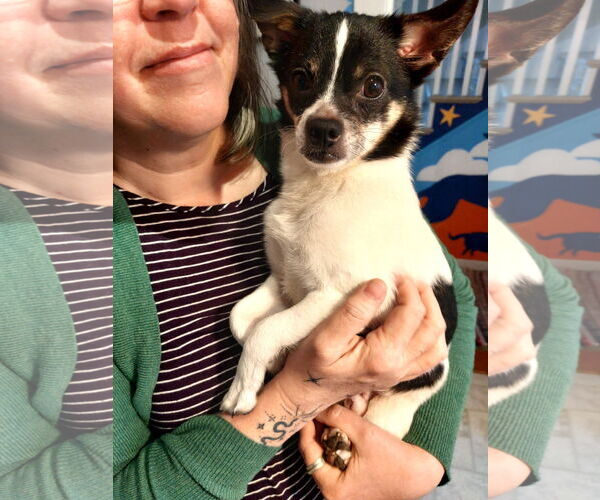 Medium Photo #14 Chihuahua-Unknown Mix Puppy For Sale in Wakefield, RI, USA