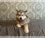 Small Photo #1 Siberian Husky Puppy For Sale in ALTON, IL, USA