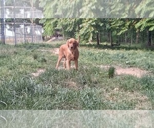 Mother of the Golden Retriever puppies born on 10/30/2025