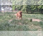 Small Photo #1 Golden Retriever Puppy For Sale in SINGERS GLEN, VA, USA