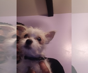 Mutt-Yorkshire Terrier Mix Puppy for sale in SHEBOYGAN, WI, USA