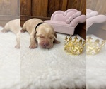 Small #9 Labrador Retriever