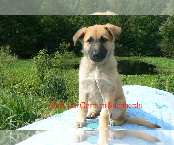Medium Photo #3 German Shepherd Dog Puppy For Sale in PIEDMONT, MO, USA