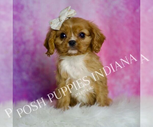 Medium Photo #3 Cavalier King Charles Spaniel Puppy For Sale in WARSAW, IN, USA