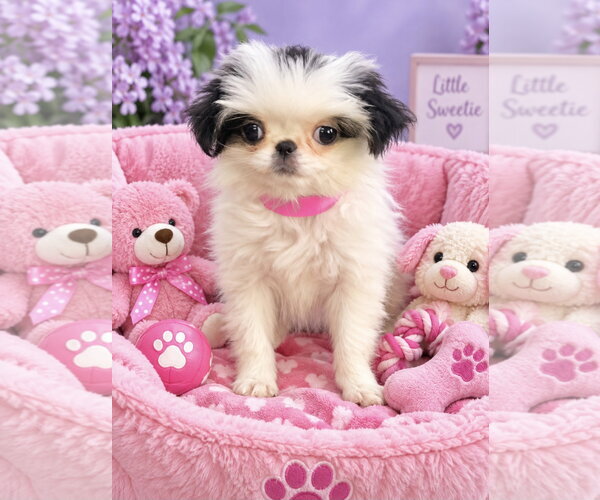 Medium Photo #1 Japanese Chin Puppy For Sale in Bon Carbo, CO, USA