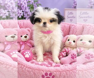 Japanese Chin Dogs for adoption in Bon Carbo, CO, USA