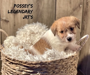 Jack Russell Terrier Puppy for sale in HIGH SPRINGS, FL, USA