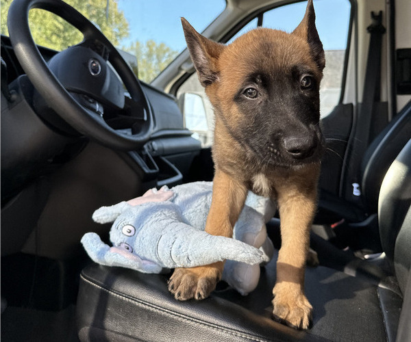 Medium Photo #7 Belgian Malinois Puppy For Sale in S CHARLESTON, WV, USA