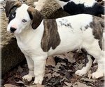 Small Photo #6 Basset Hound-Retriever  Mix Puppy For Sale in Rockaway, NJ, USA