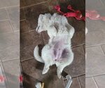 Small #8 Great Pyrenees