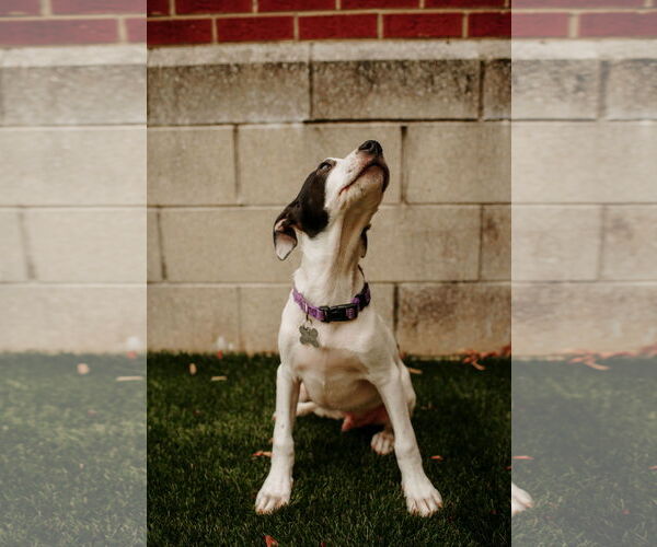 Medium Photo #7 Mutt Puppy For Sale in Holly Springs, NC, USA